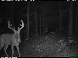 Kentucky deer hunting, western kentucky deer hunting, deer hunting, hunting, archery, Whitetail deer hunting, west ky whitetail hunting, kentucky whitetail outfitters, boone & crocket