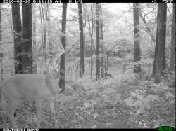 Kentucky deer hunting, western kentucky deer hunting, deer hunting, hunting, archery, Whitetail deer hunting, west ky whitetail hunting, kentucky whitetail outfitters, boone & crocket