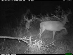Kentucky deer hunting, western kentucky deer hunting, deer hunting, hunting, archery, Whitetail deer hunting, west ky whitetail hunting, kentucky whitetail outfitters, boone & crocket