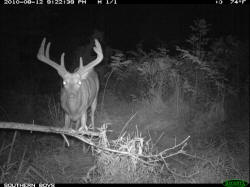 Kentucky deer hunting, western kentucky deer hunting, deer hunting, hunting, archery, Whitetail deer hunting, west ky whitetail hunting, kentucky whitetail outfitters, boone & crocket