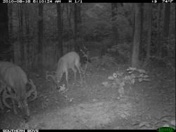 Kentucky deer hunting, western kentucky deer hunting, deer hunting, hunting, archery, Whitetail deer hunting, west ky whitetail hunting, kentucky whitetail outfitters, boone & crocket