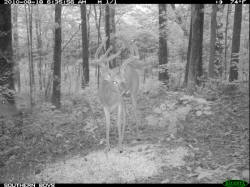 Kentucky deer hunting, western kentucky deer hunting, deer hunting, hunting, archery, Whitetail deer hunting, west ky whitetail hunting, kentucky whitetail outfitters, boone & crocket