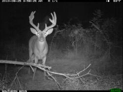 Kentucky deer hunting, western kentucky deer hunting, deer hunting, hunting, archery, Whitetail deer hunting, west ky whitetail hunting, kentucky whitetail outfitters, boone & crocket