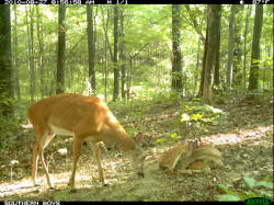 Kentucky deer hunting, western kentucky deer hunting, deer hunting, hunting, archery, Whitetail deer hunting, west ky whitetail hunting, kentucky whitetail outfitters, boone & crocket