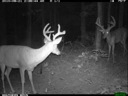 Kentucky deer hunting, western kentucky deer hunting, deer hunting, hunting, archery, Whitetail deer hunting, west ky whitetail hunting, kentucky whitetail outfitters, boone & crocket