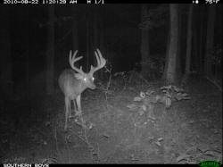 Kentucky deer hunting, western kentucky deer hunting, deer hunting, hunting, archery, Whitetail deer hunting, west ky whitetail hunting, kentucky whitetail outfitters, boone & crocket