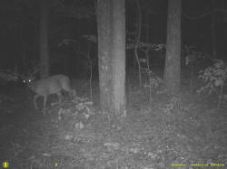 Kentucky deer hunting, western kentucky deer hunting, deer hunting, hunting, archery, Whitetail deer hunting, west ky whitetail hunting, kentucky whitetail outfitters, boone & crocket
