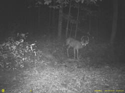 Kentucky deer hunting, western kentucky deer hunting, deer hunting, hunting, archery, Whitetail deer hunting, west ky whitetail hunting, kentucky whitetail outfitters, boone & crocket
