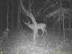 Kentucky deer hunting, western kentucky deer hunting, deer hunting, hunting, archery, Whitetail deer hunting, west ky whitetail hunting, kentucky whitetail outfitters, boone & crocket