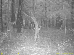 Kentucky deer hunting, western kentucky deer hunting, deer hunting, hunting, archery, Whitetail deer hunting, west ky whitetail hunting, kentucky whitetail outfitters, boone & crocket
