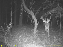 Kentucky deer hunting, western kentucky deer hunting, deer hunting, hunting, archery, Whitetail deer hunting, west ky whitetail hunting, kentucky whitetail outfitters, boone & crocket