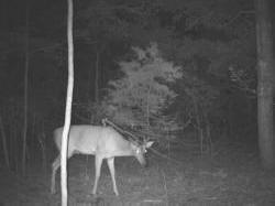 Kentucky deer hunting, western kentucky deer hunting, deer hunting, hunting, archery, Whitetail deer hunting, west ky whitetail hunting, kentucky whitetail outfitters, boone & crocket