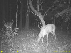 Kentucky deer hunting, western kentucky deer hunting, deer hunting, hunting, archery, Whitetail deer hunting, west ky whitetail hunting, kentucky whitetail outfitters, boone & crocket