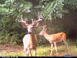 Kentucky deer hunting, western kentucky deer hunting, deer hunting, hunting, archery, Whitetail deer hunting, west ky whitetail hunting, kentucky whitetail outfitters, boone & crocket, food plots, deer food plots, chickory plots, lodging