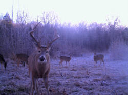 Kentucky deer hunting, western kentucky deer hunting, deer hunting, hunting, archery, Whitetail deer hunting, west ky whitetail hunting, kentucky whitetail outfitters, boone & crocket, food plots, deer food plots, chickory plots, lodging