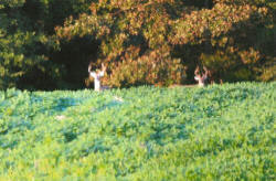 Kentucky deer hunting, western kentucky deer hunting, deer hunting, hunting, archery, Whitetail deer hunting, west ky whitetail hunting, kentucky whitetail outfitters, boone & crocket