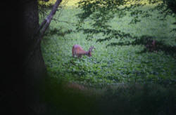 Kentucky deer hunting, western kentucky deer hunting, deer hunting, hunting, archery, Whitetail deer hunting, west ky whitetail hunting, kentucky whitetail outfitters, boone & crocket