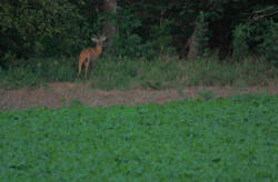 Kentucky deer hunting, western kentucky deer hunting, deer hunting, hunting, archery, Whitetail deer hunting, west ky whitetail hunting, kentucky whitetail outfitters, boone & crocket