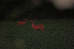 Kentucky deer hunting, western kentucky deer hunting, deer hunting, hunting, archery, Whitetail deer hunting, west ky whitetail hunting, kentucky whitetail outfitters, boone & crocket