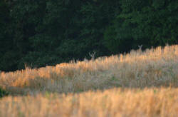 Kentucky deer hunting, western kentucky deer hunting, deer hunting, hunting, archery, Whitetail deer hunting, west ky whitetail hunting, kentucky whitetail outfitters, boone & crocket