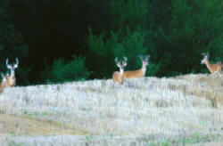 Kentucky deer hunting, western kentucky deer hunting, deer hunting, hunting, archery, Whitetail deer hunting, west ky whitetail hunting, kentucky whitetail outfitters, boone & crocket