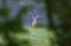Kentucky deer hunting, western kentucky deer hunting, deer hunting, hunting, archery, Whitetail deer hunting, west ky whitetail hunting, kentucky whitetail outfitters, boone & crocket