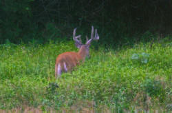 Kentucky deer hunting, western kentucky deer hunting, deer hunting, hunting, archery, Whitetail deer hunting, west ky whitetail hunting, kentucky whitetail outfitters, boone & crocket