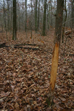 Kentucky deer hunting, western kentucky deer hunting, deer hunting, hunting, archery, Whitetail deer hunting, west ky whitetail hunting, kentucky whitetail outfitters, boone & crocket, property, hunting property, leased property, KY Property