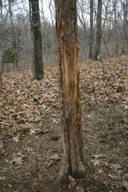 Kentucky deer hunting, western kentucky deer hunting, deer hunting, hunting, archery, Whitetail deer hunting, west ky whitetail hunting, kentucky whitetail outfitters, boone & crocket, property, hunting property, leased property, KY Property