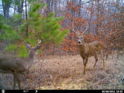 Kentucky deer hunting, western kentucky deer hunting, deer hunting, hunting, archery, Whitetail deer hunting, west ky whitetail hunting, kentucky whitetail outfitters, boone & crocket, food plots, deer food plots, chickory plots, lodging