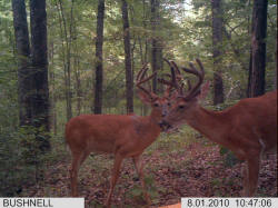 Kentucky deer hunting, western kentucky deer hunting, deer hunting, hunting, archery, Whitetail deer hunting, west ky whitetail hunting, kentucky whitetail outfitters, boone & crocket, food plots, deer food plots, chickory plots, lodging