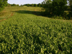 Kentucky deer hunting, western kentucky deer hunting, deer hunting, hunting, archery, Whitetail deer hunting, west ky whitetail hunting, kentucky whitetail outfitters, boone & crocket, food plots, deer food plots, chickory plots, lodging