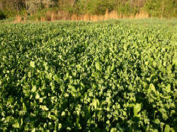 Kentucky deer hunting, western kentucky deer hunting, deer hunting, hunting, archery, Whitetail deer hunting, west ky whitetail hunting, kentucky whitetail outfitters, boone & crocket, food plots, deer food plots, chickory plots, lodging