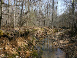 Kentucky deer hunting, western kentucky deer hunting, deer hunting, hunting, archery, Whitetail deer hunting, west ky whitetail hunting, kentucky whitetail outfitters, boone & crocket, food plots, deer food plots, chickory plots, lodging