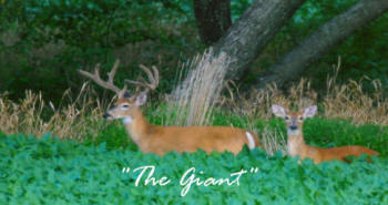 Kentucky deer hunting, western kentucky deer hunting, deer hunting, hunting, archery, Whitetail deer hunting, west ky whitetail hunting, kentucky whitetail outfitters, boone & crocket, food plots, deer food plots, chickory plots, lodging