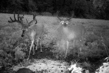 Kentucky deer hunting, western kentucky deer hunting, deer hunting, hunting, archery, Whitetail deer hunting, west ky whitetail hunting, kentucky whitetail outfitters, boone & crocket, food plots, deer food plots, chickory plots, lodging