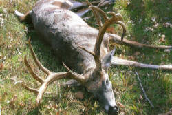 Kentucky deer hunting, western kentucky deer hunting, deer hunting, hunting, archery, Whitetail deer hunting, west ky whitetail hunting, kentucky whitetail outfitters, boone & crocket, food plots, deer food plots, chickory plots, lodging