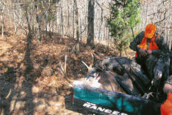 Kentucky deer hunting, western kentucky deer hunting, deer hunting, hunting, archery, Whitetail deer hunting, west ky whitetail hunting, kentucky whitetail outfitters, boone & crocket, food plots, deer food plots, chickory plots, lodging