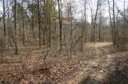 Kentucky deer hunting, western kentucky deer hunting, deer hunting, hunting, archery, Whitetail deer hunting, west ky whitetail hunting, kentucky whitetail outfitters, boone & crocket, property, hunting property, leased property, KY Property