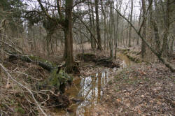 Kentucky deer hunting, western kentucky deer hunting, deer hunting, hunting, archery, Whitetail deer hunting, west ky whitetail hunting, kentucky whitetail outfitters, boone & crocket, property, hunting property, leased property, KY Property