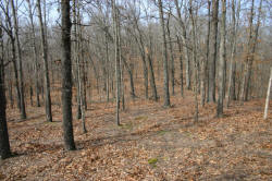 Kentucky deer hunting, western kentucky deer hunting, deer hunting, hunting, archery, Whitetail deer hunting, west ky whitetail hunting, kentucky whitetail outfitters, boone & crocket, property, hunting property, leased property, KY Property