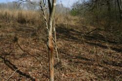 Kentucky deer hunting, western kentucky deer hunting, deer hunting, hunting, archery, Whitetail deer hunting, west ky whitetail hunting, kentucky whitetail outfitters, boone & crocket, property, hunting property, leased property, KY Property