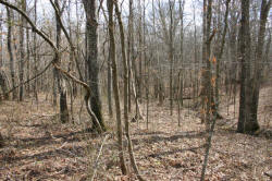 Kentucky deer hunting, western kentucky deer hunting, deer hunting, hunting, archery, Whitetail deer hunting, west ky whitetail hunting, kentucky whitetail outfitters, boone & crocket, property, hunting property, leased property, KY Property