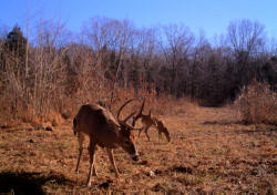 Kentucky deer hunting, western kentucky deer hunting, deer hunting, hunting, archery, Whitetail deer hunting, west ky whitetail hunting, kentucky whitetail outfitters, boone & crocket, property, hunting property, leased property, KY Property