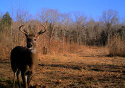 Kentucky deer hunting, western kentucky deer hunting, deer hunting, hunting, archery, Whitetail deer hunting, west ky whitetail hunting, kentucky whitetail outfitters, boone & crocket, property, hunting property, leased property, KY Property