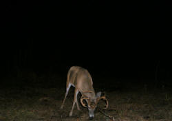 Kentucky deer hunting, western kentucky deer hunting, deer hunting, hunting, archery, Whitetail deer hunting, west ky whitetail hunting, kentucky whitetail outfitters, boone & crocket, property, hunting property, leased property, KY Property