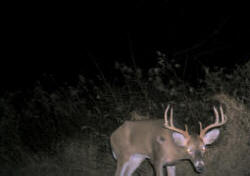 Kentucky deer hunting, western kentucky deer hunting, deer hunting, hunting, archery, Whitetail deer hunting, west ky whitetail hunting, kentucky whitetail outfitters, boone & crocket, property, hunting property, leased property, KY Property
