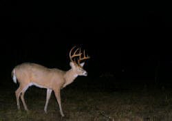 Kentucky deer hunting, western kentucky deer hunting, deer hunting, hunting, archery, Whitetail deer hunting, west ky whitetail hunting, kentucky whitetail outfitters, boone & crocket, property, hunting property, leased property, KY Property
