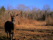 Kentucky deer hunting, western kentucky deer hunting, deer hunting, hunting, archery, Whitetail deer hunting, west ky whitetail hunting, kentucky whitetail outfitters, boone & crocket, food plots, deer food plots, chickory plots, lodging