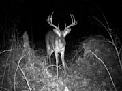 Kentucky deer hunting, western kentucky deer hunting, deer hunting, hunting, archery, Whitetail deer hunting, west ky whitetail hunting, kentucky whitetail outfitters, boone & crocket, food plots, deer food plots, chickory plots, lodging